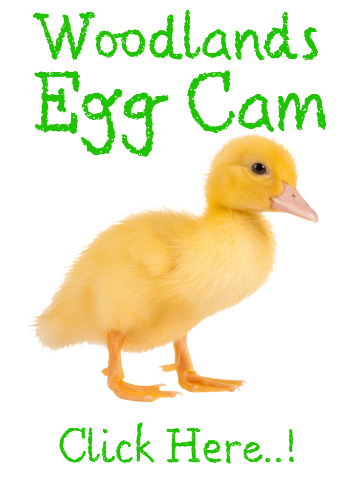 egg cam